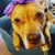 Annie Oakley's profile image