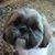 Jennifer Gibson Overbay's profile image