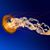 Kristen Sciford's profile image