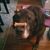 Brent Brown's profile image
