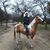 Jose De los Machados's profile image