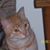 Ron C Williams's profile image