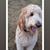 Brenda Croft's profile image