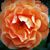 Sherry Minch's profile image