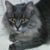 Melanie Thompson's profile image