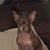 Sheri O'Keefe's profile image