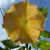 Susie Rae Demaree's profile image