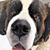 Murphy Bernard's profile image