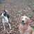 Melanie Isham Blomquist's profile image