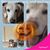 Muirl Renee Goodier Stout's profile image