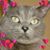 Shawneen Raab's profile image