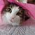 Rose Janicki Sullivan's profile image