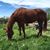 Susan Marie's profile image