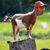 Rome Jones's profile image