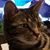 Lewis Edwards's profile image