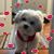 Chris Gregoli Comeau's profile image