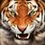Polo Rojas's profile image