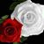 Martha Alfaro's profile image