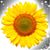 Kaelene Peterson Huff's profile image