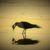 Di Long-Cotterman's profile image
