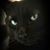 Debbie Kessel's profile image