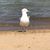 Tracy Hilgendorf's profile image