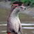 Luc Roy's profile image