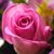 Donna Schandera Staas's profile image