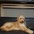 Sharron Calahan's profile image
