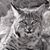 Ake Zyber's profile image