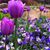 Linda Lillibridge's profile image