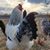 Bernice Lamb's profile image