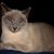 Dawn Iffland's profile image