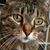 Carole Hammond's profile image