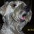 Tracey Sender's profile image