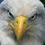 Donna Yeargain Ferguson's profile image