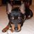 Nanny Pop-Ins Pet Sitting's profile image