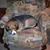 Paul Clark Knoll's profile image