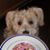 Suzi Wolff Troyer's profile image