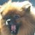 Cindy A. Brochu Gettel's profile image