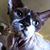 Christy Fougerousse Brady's profile image