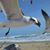 Carol Barlow Darling's profile image