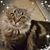Shauna Lynn Jones's profile image