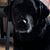 Sharon McAllister's profile image