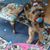 Judy Buckwitz-Shackel's profile image