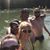 Dusty Hardcastle's profile image