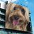 Les Daudet's profile image