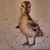 Jayne Vlcek's profile image
