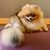 Pop Star Pomeranians's profile image