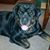 Benson Bailey Brantley's profile image